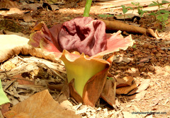Amorphophallus paeoniifolius