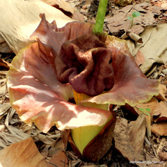 Amorphophallus paeoniifolius