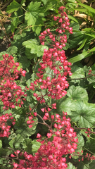 Heuchera sanguinea