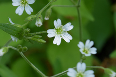 Cerastium velutinum