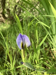 Iris virginica