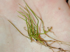 Pilularia globulifera