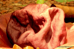 Amorphophallus paeoniifolius