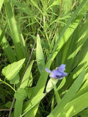 Iris virginica
