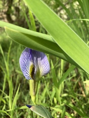 Iris virginica