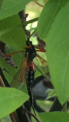 Tanyptera