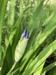 Iris virginica