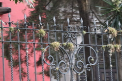 Tillandsia recurvata