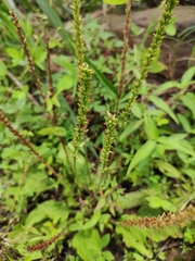 Plantago depressa