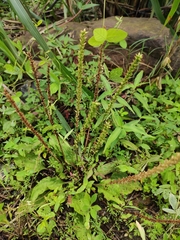 Plantago depressa