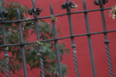 Tillandsia recurvata