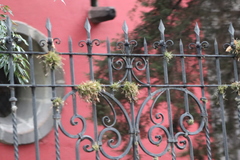 Tillandsia recurvata