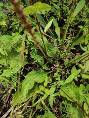 Plantago depressa