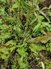 Plantago depressa