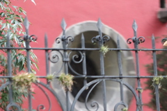 Tillandsia recurvata