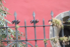 Tillandsia recurvata