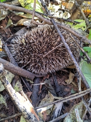 Atelerix albiventris