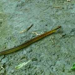 Dendrophidion bivittatus