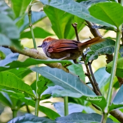 Synallaxis ruficapilla