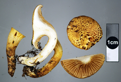 Austropaxillus mcnabbii