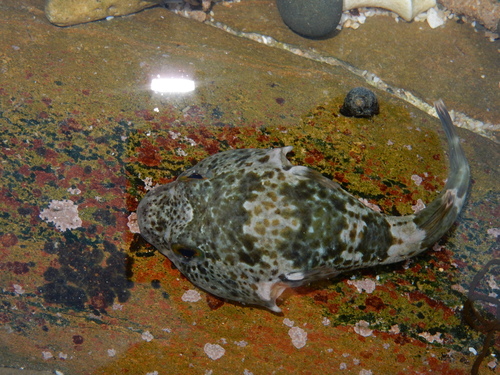 Chorisochismus dentex