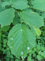 Erysiphe corylacearum