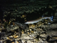 Gonorynchus gonorynchus