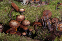 Kuehneromyces brunneoalbescens