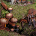 Kuehneromyces brunneoalbescens - Photo (c) Jerry Cooper, some rights reserved (CC BY), uploaded by Jerry Cooper