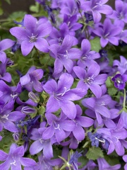 Campanula patula