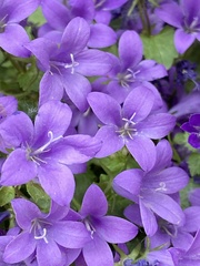 Campanula patula
