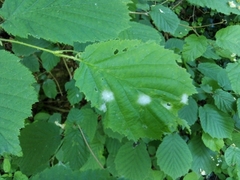 Erysiphe corylacearum