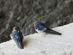 Hirundo rustica
