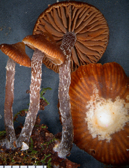 Kuehneromyces brunneoalbescens