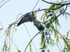 Cuculus canorus