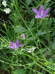 Campanula retrorsa