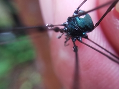 Leiobunum viridorsum