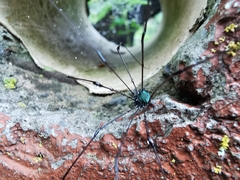 Leiobunum viridorsum