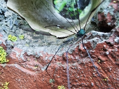 Leiobunum viridorsum