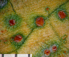 Puccinia otagensis