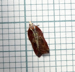 Acleris cristana