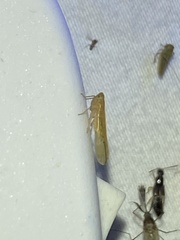 Stenocranus dorsalis