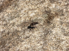 Cicindela gemmata