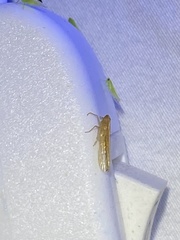 Stenocranus dorsalis