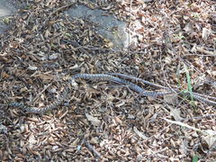 Euprepiophis mandarinus