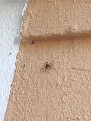 Menemerus semilimbatus