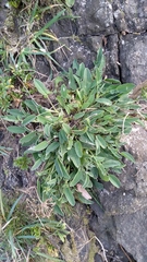 Anthyllis vulneraria iberica