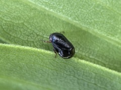 Clastoptera xanthocephala