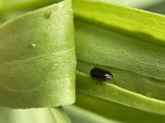 Clastoptera xanthocephala