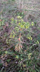 Euphorbia portlandica